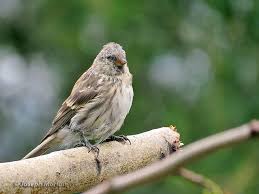 Attēlu rezultāti vaicājumam “Carduelis flammea female”