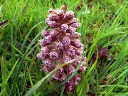 Attēlu rezultāti vaicājumam “Petasites hybridus”