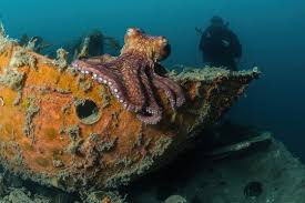 Image result for Enteroctopus dofleini