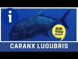 Image result for Caranx lugubris