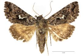 Attēlu rezultāti vaicājumam “Syngrapha interrogationis”