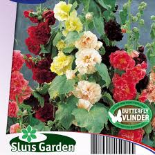 Image result for Stockrose