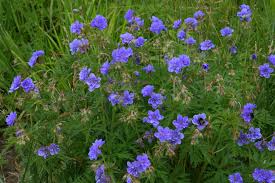 Image result for Geranium pratense