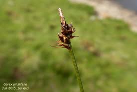 Attēlu rezultāti vaicājumam “Carex pilulifera”