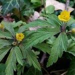 Attēlu rezultāti vaicājumam “Anemone ranunculoides leaf”