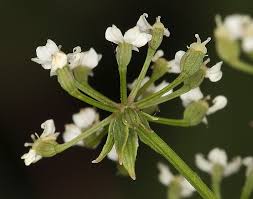 Attēlu rezultāti vaicājumam “Berula erecta leaf”