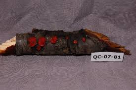 Attēlu rezultāti vaicājumam “Vuilleminia comedens”