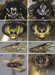 Attēlu rezultāti vaicājumam “Tischeria complanella larva”