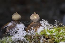 Attēlu rezultāti vaicājumam “Geastrum pectinatum”