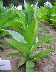 Attēlu rezultāti vaicājumam “Nicotiana tabacum leaf”