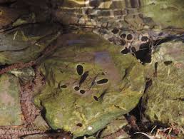 Attēlu rezultāti vaicājumam “Aquarius najas”