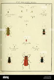 Attēlu rezultāti vaicājumam “Malachidae”