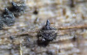 Attēlu rezultāti vaicājumam “Ombrophila violacea spores”