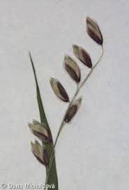 Attēlu rezultāti vaicājumam “Melica nutans”