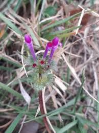 Attēlu rezultāti vaicājumam “Lamium amplexicaule flower”