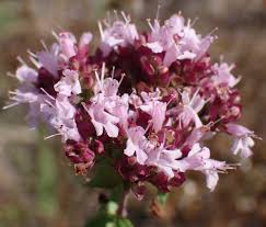 Attēlu rezultāti vaicājumam “Origanum vulgare flower”