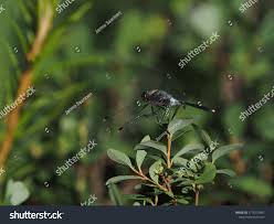 Attēlu rezultāti vaicājumam “Leucorrhinia albifrons”