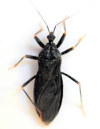 Attēlu rezultāti vaicājumam “Reduvius personatus”