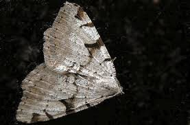 Attēlu rezultāti vaicājumam “Macaria wauaria”