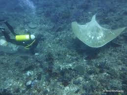 Image result for Megatrygon microps