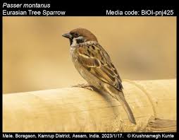 Image result for Passer montanus