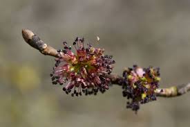 Attēlu rezultāti vaicājumam “Ulmus glabra flower”