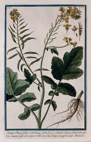 Attēlu rezultāti vaicājumam “Sinapis alba fruit”