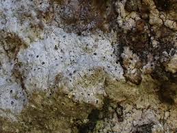 Attēlu rezultāti vaicājumam “Arthonia byssacea”