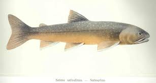 Image result for Salvelinus confluentus