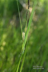 Attēlu rezultāti vaicājumam “Carex vesicaria”