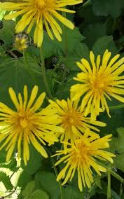 Attēlu rezultāti vaicājumam “Crepis biennis leaf”