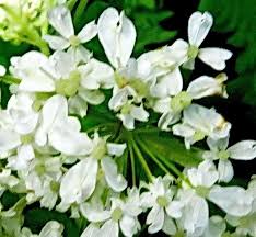 Image result for Myrrhis odorata