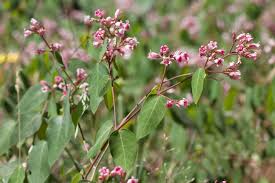 Attēlu rezultāti vaicājumam “Apocynaceae”