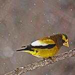 Image result for Hesperiphona vespertina