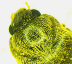 Attēlu rezultāti vaicājumam “Byturus ochraceus”