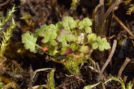 Attēlu rezultāti vaicājumam “Pedicularis sceptrum-carolinum leaf”