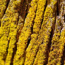 Attēlu rezultāti vaicājumam “Chrysothrix candelaris”