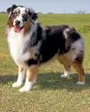 Dog Breeds Center: Herding Dog Breeds - Martha Stewart