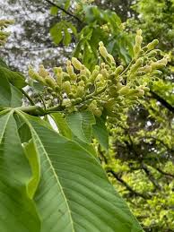 Attēlu rezultāti vaicājumam “Aesculus flava flower”