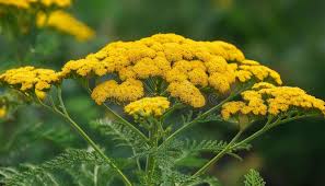 Image result for Achillea filipendulina