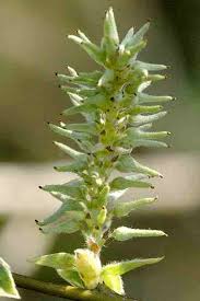 Attēlu rezultāti vaicājumam “Salix cinerea female flower”