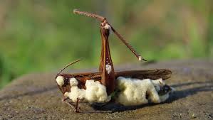 Attēlu rezultāti vaicājumam “Entomophaga grylli”