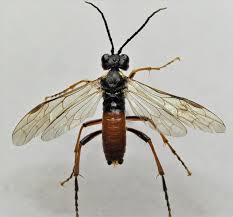 Attēlu rezultāti vaicājumam “Tenthredo scrophulariae exuvia”