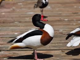 Attēlu rezultāti vaicājumam “Tadorna tadorna male”