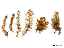 Attēlu rezultāti vaicājumam “Cephalozia loitlesbergeri”