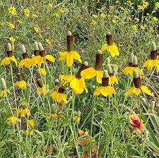 Image result for Ratibida columnifera