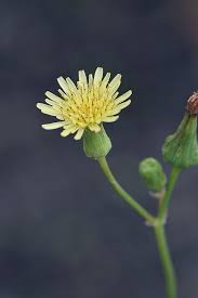 Attēlu rezultāti vaicājumam “Sonchus oleraceus bud”