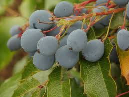 Attēlu rezultāti vaicājumam “Mahonia aquifolium fruit”
