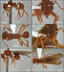 Attēlu rezultāti vaicājumam “Formicidae”