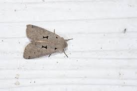 Attēlu rezultāti vaicājumam “Orthosia sp.”